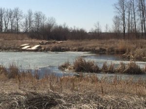 Rivers Wetlands Project