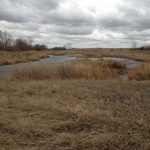 Rivers Wetlands Project