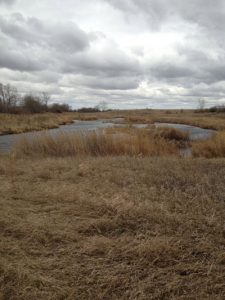 Rivers Wetlands Project